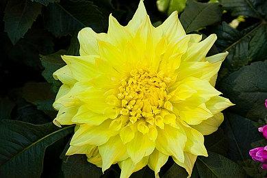 传《生化危机：代号维罗妮卡》重制版明年公布 比原作长